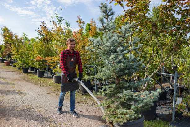 The Steps Involved in Our Tree Care Process in Embreeville, TN